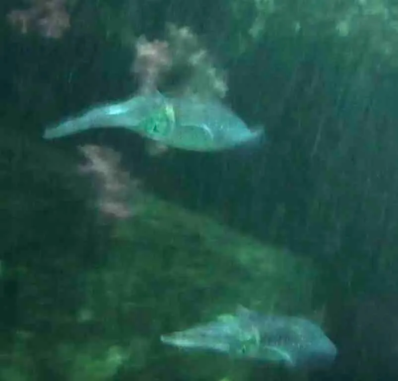 水中を泳ぐアオリイカの群れ